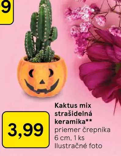 Kaktus mix strašidelná keramika