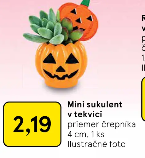 Mini sukulent v tekvici