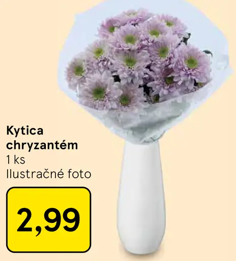 Kytica chryzantém