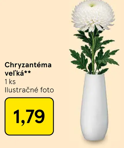 Chryzantéma veľká