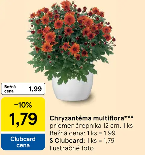 Chryzantéma multiflora, priemer črepníka 12 cm