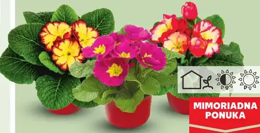 Prvosienka bezbyľová