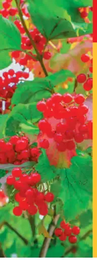 Ovocný/okrasný krík