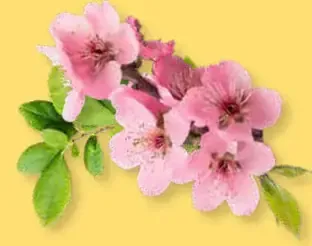 Biedronka Premium egreše a brusnice v čokoláde