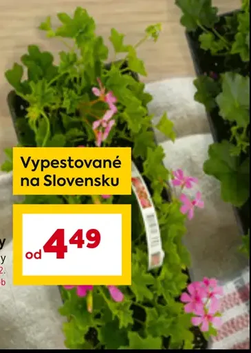 Muškáty rôzne druhy