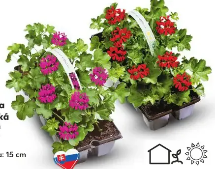 Muškát previslý jednoduchý sadenice bez kvetov v kvetináči