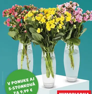 Kytica Kalanchoe kvitnúca izbová rastlina