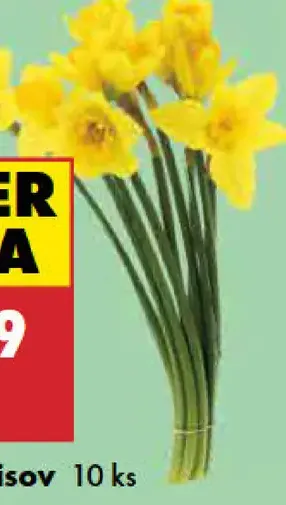 Kytica narcisov