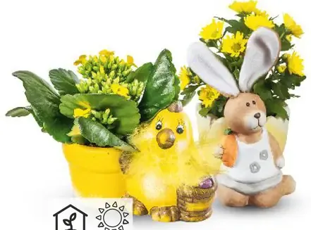 Mini kalanchoe vo veľkonočnej keramike