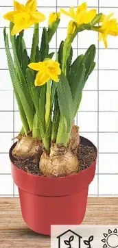 Narcisy malokveté v črepníku