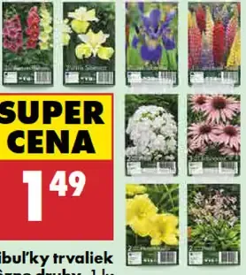 Cibuľky trvaliek rôzne druhy