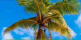 FLIS Happy Bianco kokosové wafers