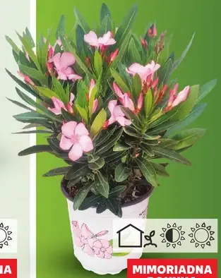 Oleander obyčajný