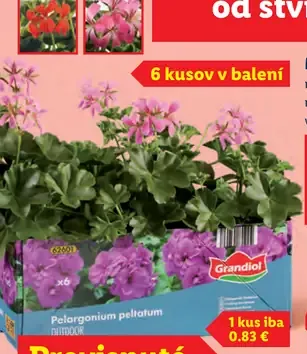 Grandiol muškáty rôzne farby v kvetináči