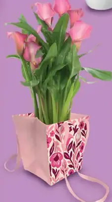 Zantedeschia v darčekovej taške
