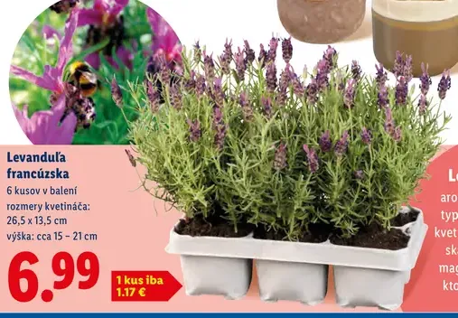 Levanduľa francúzska aromatická okrasná rastlina