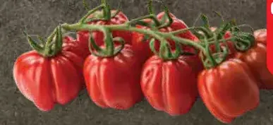 Paradajky cherry na gril