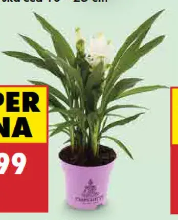 Kurkuma v kvetináči