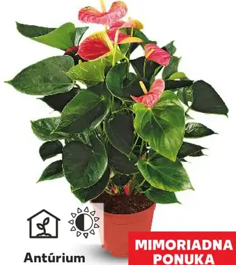 Antúrium Andreanovo (Anthurium andreanum)