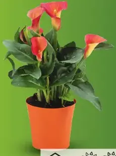 Kala etiópska v dekoratívnom kvetináči (Zantedeschia aethiopica)
