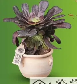 Aeonium „Velour“ v hlinenom kvetináči (Aeonium velour)
