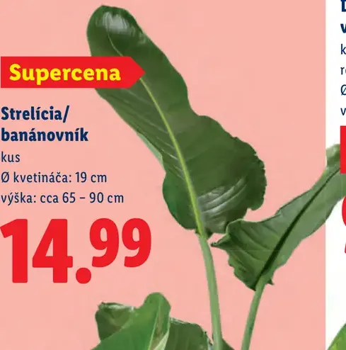 Strelicia banánovník v kvetináči