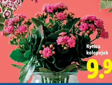 Kytica kolopějok v črepníku