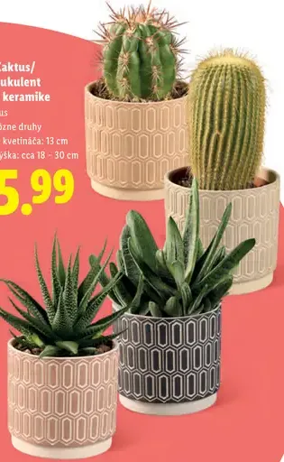 Kaktus alebo sukulent v keramickom črepníku