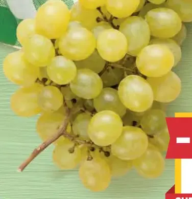 Hrozno biele bezjadierkové vanička