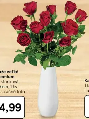 Růže veľké premium