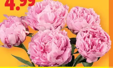 Lidl chryzantémy rezané kvety