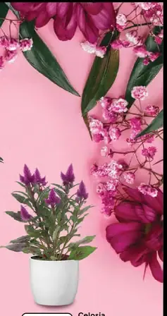 Celosia Deep Purple