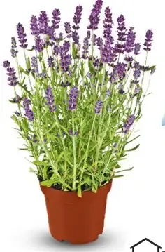 Levanduľa úzkolistá (Lavandula angustifolia), priemer kvetináča 10,5 cm