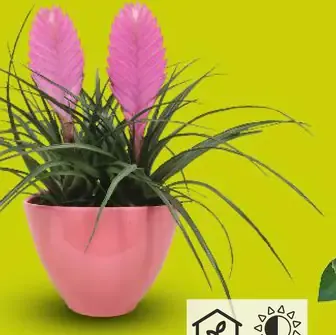 Bromélia v keramickom kvetináči (Tillandsia cyanea)