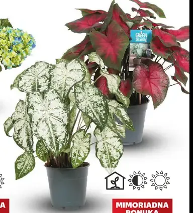 Kaládium (Caladium)