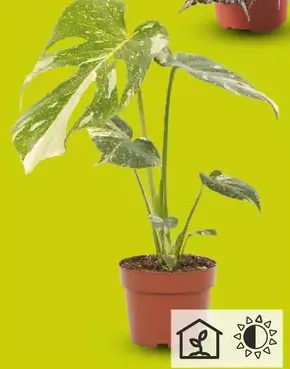 Monstera „Thai Constellation“ (Monstera „Thai Constellation“), izbová rastlina