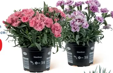Klinček, kvitnúca rastlina, rôzne farby, priemer kvetináča 12 cm, výška približne 19–26 cm
