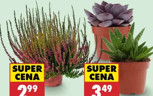 Vres v kvetináči, priemer 12 cm, výška cca 25–30 cm