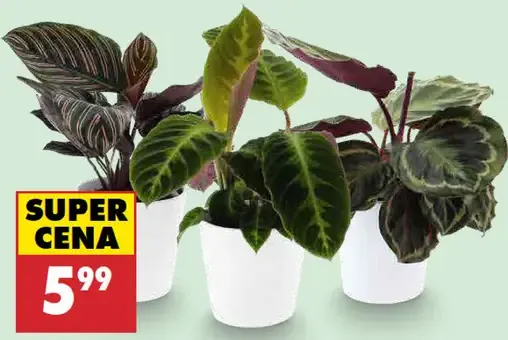 Kalatea, kolekcia odrôd v kvetináči, priemer 12 cm, výška cca 25–35 cm