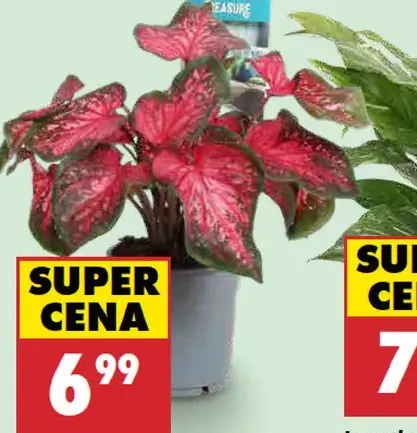 Kaládium v kvetináči, priemer 12 cm, výška cca 25 cm
