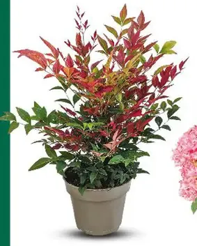 Nandina domáca