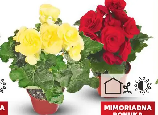 Begónia Elatior (Begonia Elatior), priemer kvetináča 9 cm
