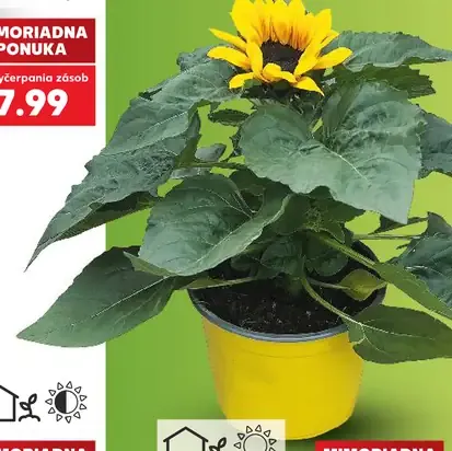 Slnečnica (Helianthus), priemer kvetináča 17 cm