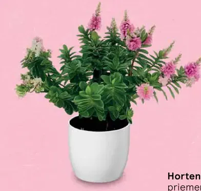 Hebe All Bloom