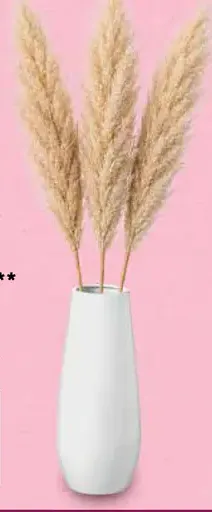 Pampas tráva sušená