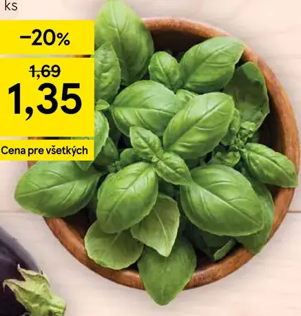 Tesco bazalka v črepníku