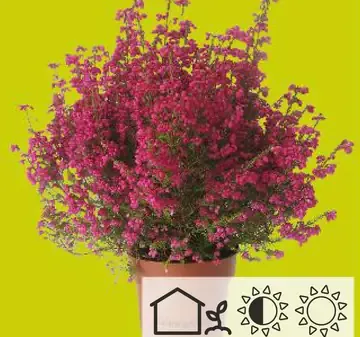 Vresovec vznešený (Erica gracilis)