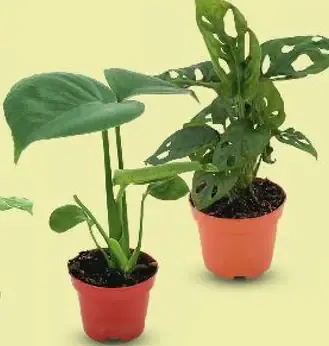 Mini Monstera, rôzne druhy