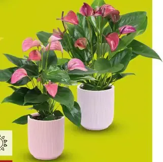 Antúria „Multiflora“ v keramickom kvetináči