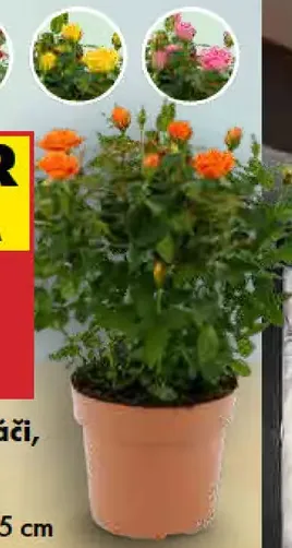 Ruža v kvetináči, rôzne farby